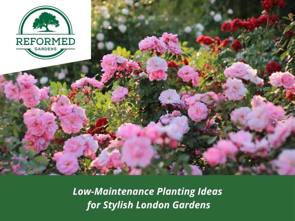 April Garden Makeover Muswell Hill